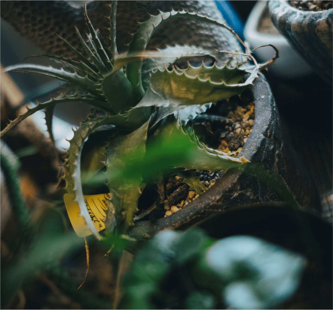 画像：植物